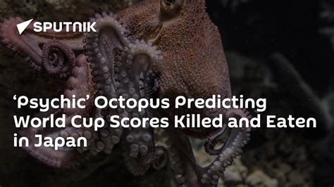 octopus prediction jackpot|World Cup 2018: Japan's 'psychic' octopus killed and 'sent to .